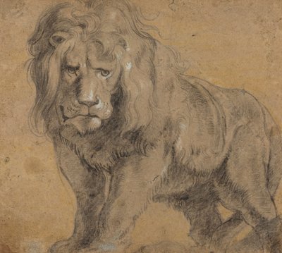 الأسد ، 1612-13 (طباشير أسود على ورق) بواسطة بيتر بول روبنز