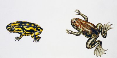 Triadobatrachus massinoti و Palaeobatrachus sp، عمل فني لبيتر روس
(الصورة) بواسطة بيتر روس