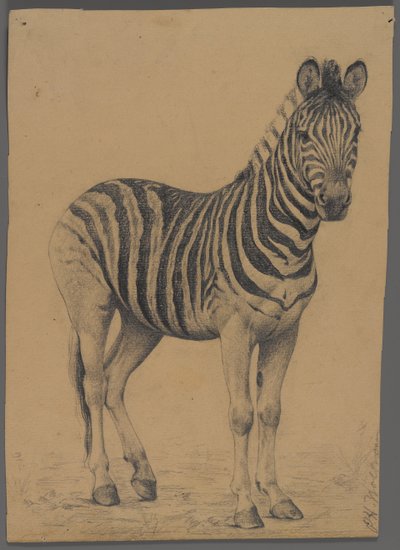 Zebra (الجرافيت على الورق) بواسطة فيليب ولفروم
