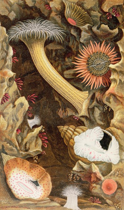 شقائق النعمان المقفلة ، اللوحة الثالثة من "Actinologia Britannica: A History of the British Sea Anemones and Corals" ، 1860 (chromolitho) بواسطة فيليب هنري جوس