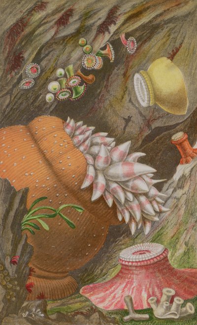 The Crimson Imperial ، The Yellow Imperial and the Globehorn ، اللوحة IX من Actinologia Britannica: A History of the British Sea Anemones and Corals، 1860 (chromolitho) بواسطة فيليب هنري جوس
