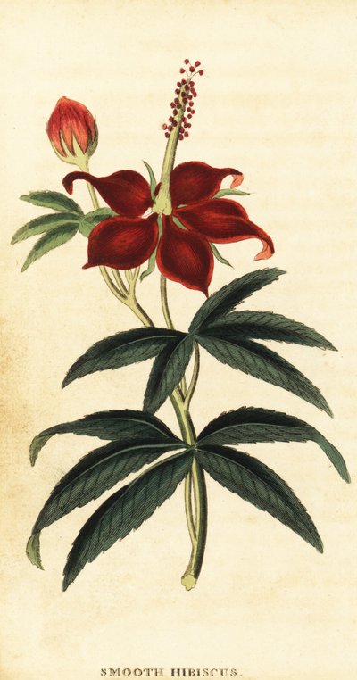 Turkcap ، Malvaviscus arboreus. ، 1800 (نقش) بواسطة فيليب ميلر