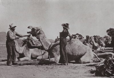 فرق الإبل مع السكان الأصليين المسؤولين عن إمداد المراكز النائية في وسط أستراليا (صورة أبيض وأسود) بواسطة مصور فوتوغرافي استرالي