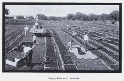 تجفيف الزبيب في Renmark (صورة b / w) بواسطة مصور فوتوغرافي استرالي