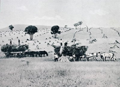 الحصاد ، نيو ساوث ويلز ، حوالي عام 1900 ، من "Under the Southern Cross - Glimpses of Australia" ، الذي نشرته وزارة الشؤون الخارجية ، ملبورن بواسطة مصور فوتوغرافي استرالي