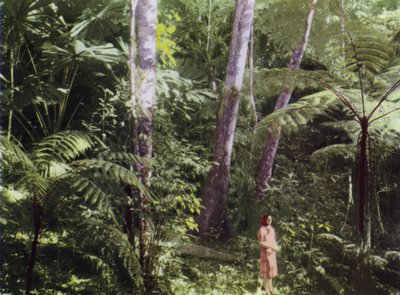 كوينزلاند ، أستراليا: Tropical Jungle (صورة) بواسطة مصور فوتوغرافي استرالي