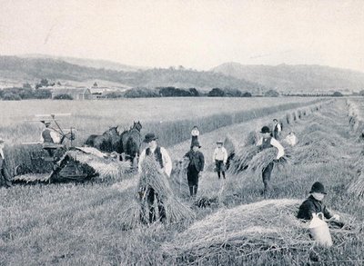 حصاد القمح ، تسمانيا ، حوالي عام 1900 ، من "Under the Southern Cross - Glimpses of Australia" ، الذي نشرته وزارة الشؤون الخارجية ، ملبورن بواسطة مصور فوتوغرافي استرالي