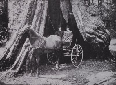 The Big Tree, Stanley Park, Vancouver (b/w photo) بواسطة المصور كندي