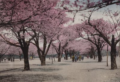 اليابان ، حوالي عام 1912: Cherry Blossom في Uyeno Park ، طوكيو (الصورة) بواسطة مصور فوتوغرافي ياباني