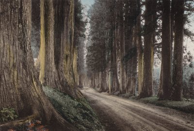 اليابان ، حوالي عام 1912: طريق كريبتوميريا ، نيكو (صورة) بواسطة مصور فوتوغرافي ياباني