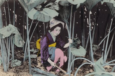 اليابان ، حوالي عام 1912: بوغ-راوند الهائل ، نبات بري ، أكيتا (صورة) بواسطة مصور فوتوغرافي ياباني