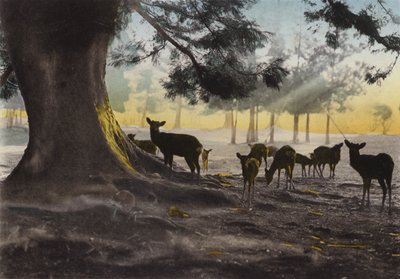 Japan, c.1912: Kasuga Temple ground with tame deer roaming about, Nara (photo) بواسطة مصور فوتوغرافي ياباني
