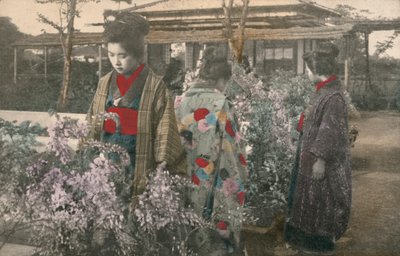 المرأة اليابانية مع نباتات الوستارية (صورة ملونة) بواسطة مصور فوتوغرافي ياباني