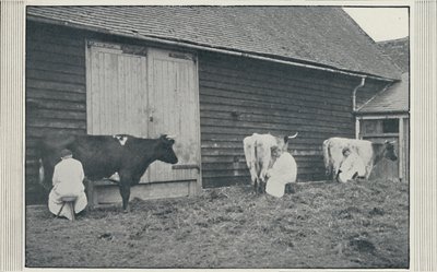 حلب الأبقار ، 1910 بواسطة وكالة التصوير