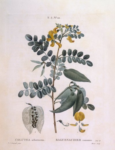 Bladder Senna (Colutea arborescence) ، Henry Louis Duhamel du Monceau ، لوحة نباتية بواسطة Pierre Joseph Redouté بواسطة بيير جوزيف ريدوت