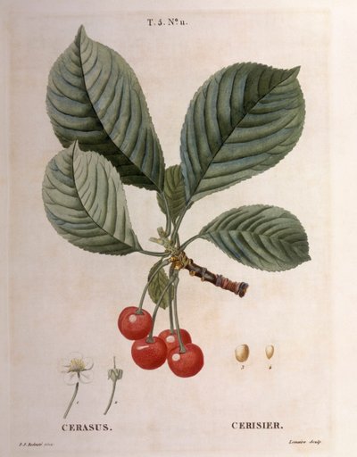 الكرز (Cerasus) ، Henry Louis Duhamel du Monceau ، لوحة نباتية بواسطة Pierre Joseph Redouté بواسطة بيير جوزيف ريدوت