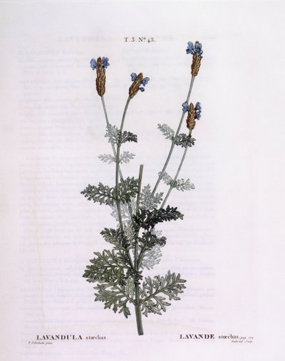 اللافندر الفرنسي (Lavandula stoechas) ، Henry Louis Duhamel du Monceau ، لوحة نباتية من تصميم Pierre Joseph Redouté بواسطة بيير جوزيف ريدوت