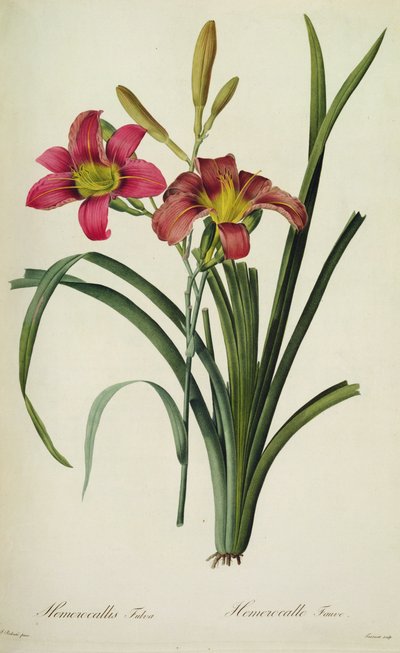 Hemerocallis fulva (زنبق) ، من Les Liliacees ' بواسطة بيير جوزيف ريدوت