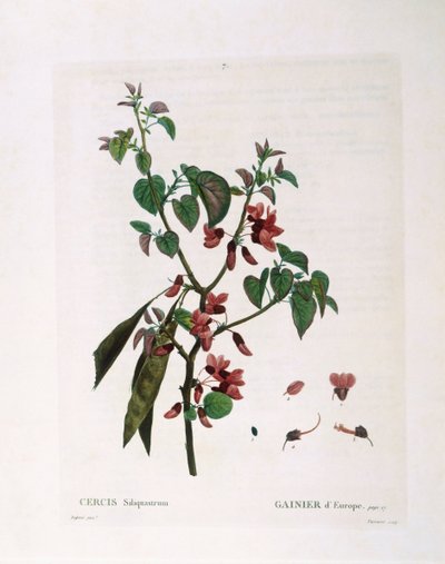 شجرة يهوذا (Cercis siliquastrum) ، Henry Louis Duhamel du Monceau ، لوحة نباتية بقلم Pierre Joseph Redouté بواسطة بيير جوزيف ريدوت