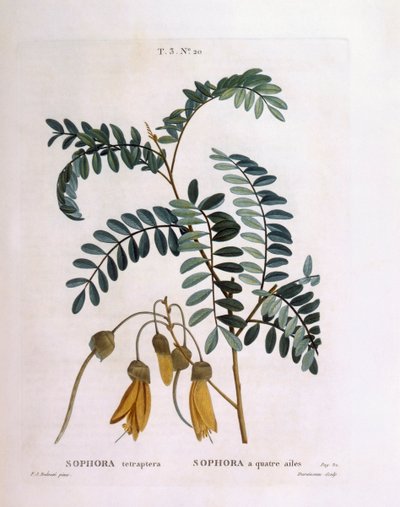 Kowhai (Sophora tetraptera أو Edwardsia grandiflora) ، Henry Louis Duhamel du Monceau ، لوحة نباتية بواسطة Pierre Joseph Redouté بواسطة بيير جوزيف ريدوت