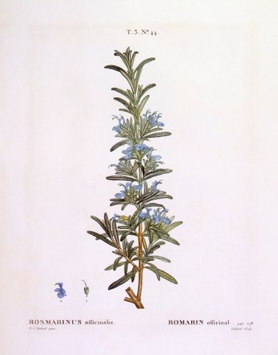 روزماري (Rosmarinus officinalis) ، هنري لويس دوهاميل دو مونسو ، لوحة نباتية بقلم بيير جوزيف ريدوتي بواسطة بيير جوزيف ريدوت