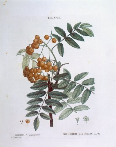 Rowan or European mountain ash (Sorbus aucuparia), Henry Louis Duhamel du Monceau, botanical plate by Pierre Joseph Redouté بواسطة بيير جوزيف ريدوت