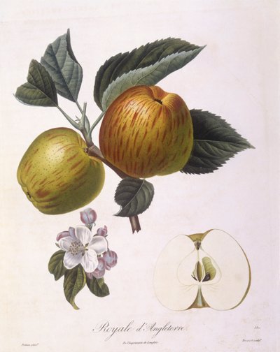 Apple "Royale d'Angleterre" ، Henry Louis Duhamel du Monceau ، لوحة نباتية من تصميم Pierre Antoine Poiteau بواسطة بيير أنطوان (بعد) بواتو