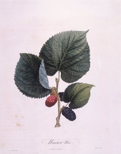 التوت الأسود (Morus nigra) ، Henry Louis Duhamel du Monceau ، لوحة نباتية بقلم Pierre Antoine Poiteau بواسطة بيير أنطوان (بعد) بواتو
