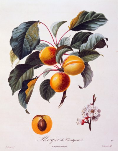 Fruits and flowers of apricot Albergier De Montgamet, about 1846, coloured engraving by Pierre-Antoine Poiteau from Pomolgie Francais, France بواسطة بيير أنطوان (بعد) بواتو