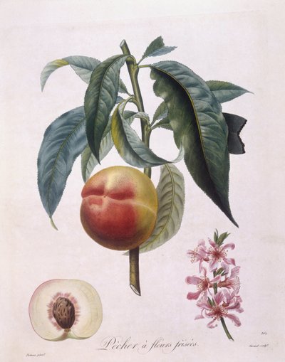 الخوخ (Prunus persica batsch) ، Henry Louis Duhamel du Monceau ، لوحة نباتية من تأليف Pierre Antoine Poiteau بواسطة بيير أنطوان (بعد) بواتو