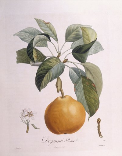 الكمثرى "Doyenné roux" Henry Louis Duhamel du Monceau ، لوحة نباتية من تأليف Pierre Antoine Poiteau بواسطة بيير أنطوان (بعد) بواتو