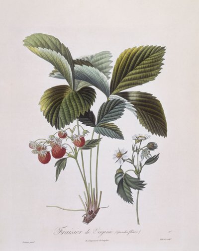 Virginia Strawberry (Fragaria virginiana), Henry Louis Duhamel du Monceau, botanical plate by Pierre Antoine Poiteau بواسطة بيير أنطوان (بعد) بواتو