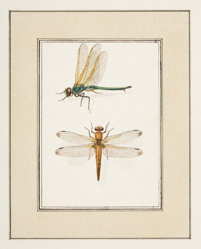 اليعسوب، c.1755-65 (ألوان مائية على ورق) بواسطة بيير فرانسوا ليدولكس