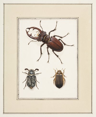 Stag و Chafer و Geelgerande Beetles ، حوالي 1755-65 (ألوان مائية على ورق) بواسطة بيير فرانسوا ليدولكس
