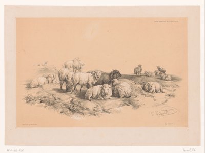 دراسة قطيع من الغنم كوبر للدراسات الحيوانية (عنوان السلسلة) Etudes d