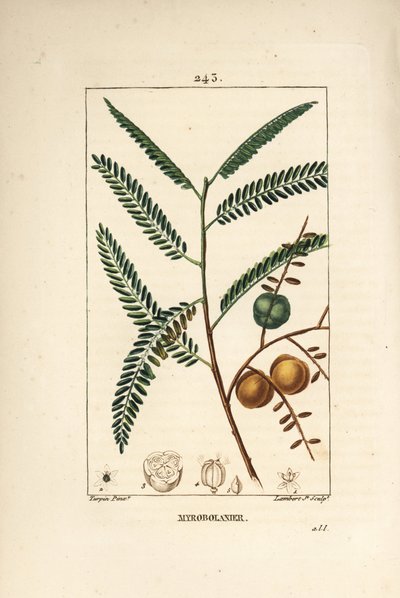 Amla (amala ، amalaki) ، الكشمش النيبالي أو الهندي ، المزخرفة myrobolan - عنب الثعلب النيبالي أو الهندي ، Phyllanthus emblica ، الأوراق ، الفاكهة والبذور. نقش على لوح نحاسي ملون يدويًا بواسطة لامبرت جونيور من رسم بيير جان فرانسوا توربين fro بواسطة بيير جان فرانسوا توربين