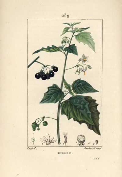 الباذنجان الأسود ، قاتل الكلاب أو عنب الذئب - الباذنجان الأسود ، Solanum nigrum. نقش على لوح نحاسي ملون يدويًا بواسطة لامبرت جونيور من رسم بيير جان فرانسوا توربين من شوميتون ، بوارت و "" لا فلور ميديكال "لشامبرت" ، "باريس ، بواسطة بيير جان فرانسوا توربين