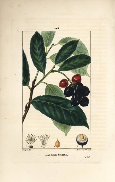 غار الكرز - غار الكرز ، Prunus laurocerasus ، مع الأوراق والفاكهة والبذور. نقش على لوح نحاسي ملون يدويًا بواسطة لامبرت جونيور من رسم بيير جان فرانسوا توربين من شوميتون ، بوارت و "" لا فلور ميديكال "لشامبرت" ، "باريس ، بواسطة بيير جان فرانسوا توربين