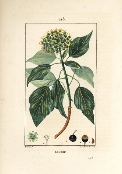 تسلق اللبلاب - اللبلاب الشائع ، Hedera helix. نقش على لوح نحاسي ملون يدويًا بواسطة لامبرت جونيور من رسم بيير جان فرانسوا توربين من شوميتون وبوارت وشامبيرت "" لا فلور ميديكال "،" باريس ، بانكوك بواسطة بيير جان فرانسوا توربين