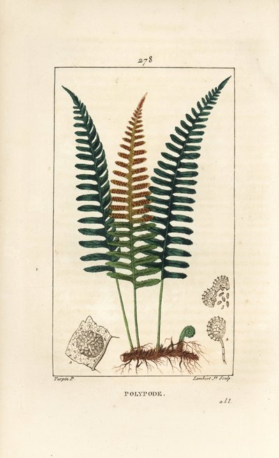 Polypod الشائعة - Polypody fern ، Polypodium vulgare ، مع الأوراق والبذور والجذر. نقش على لوح نحاسي منقوش يدويًا بواسطة لامبرت جونيور من رسم بيير جان فرانسوا توربين من شوميتون ، بوارت و "" لا فلور ميديكال "،" باريس ، بي بواسطة بيير جان فرانسوا توربين