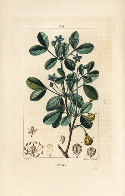 Gaiac أو الخشب المقدس ، خشب الحياة - Guaiacum ، Guajacum officinale. نقش على لوح نحاسي ملون يدويًا بواسطة لامبرت جونيور من رسم بيير جان فرانسوا توربين من شوميتون وبوارت وشامبيرت "" لا فلور ميديكال "،" باريس ، بانكوك بواسطة بيير جان فرانسوا توربين