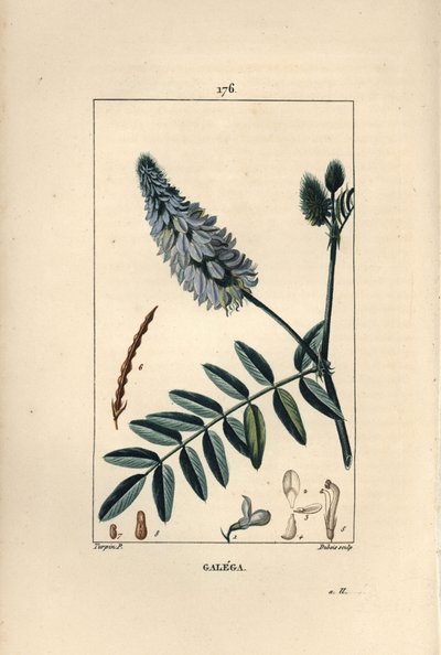 Galega - شارع الماعز ، Galega officinalis ، بالزهور والأوراق والبذور. نقش على لوح نحاسي منقوش يدويًا بواسطة دوبوا من رسم بيير جان فرانسوا توربين من شوميتون وبوارت و "لا فلور ميديكال" لباريس ، بانكوك بواسطة بيير جان فرانسوا توربين