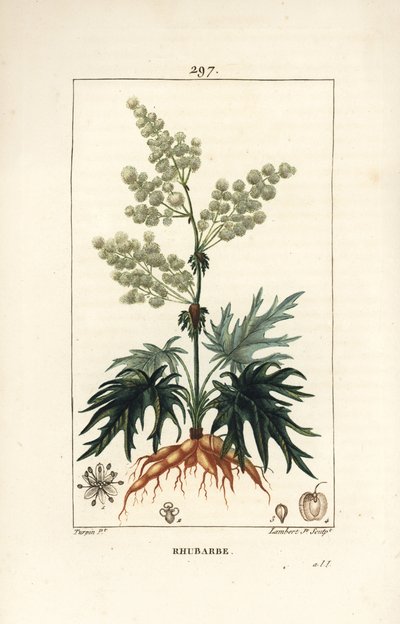 راوند الحديقة - راوند ، رابارباروم (Rheum palmatum) ، مع زهرة ، ساق ، أوراق ، بذرة وجذر. نقش على لوح نحاسي ملون يدويًا بواسطة لامبرت جونيور من رسم بيير جان فرانسوا توربين من شوميتون وبوارت ولوحة La F "" لشامبيرت بواسطة بيير جان فرانسوا توربين