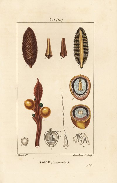 فرع كبير أو بذور السيكاس الكبيرة - Queen sago ، Cycas circinalis ، تظهر البذور والمقطع. المهددة بالخطر. نقش على لوح نحاسي منقوش يدويًا بواسطة لامبرت جونيور من رسم بيير جان فرانسوا توربين من شوميتون وبوارت و "" La "" لشامبرت بواسطة بيير جان فرانسوا توربين
