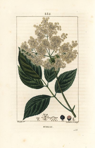 البلسان الكبير أو البلسان الأسود - شجرة البلسان الشائعة ، Sambucus nigra. نقش على لوح نحاسي منقوش يدويًا بواسطة لامبرت جونيور من رسم بيير جان فرانسوا توربين من شوميتون وبوارت و "لا فلور ميديكال" لباريس ، بانك بواسطة بيير جان فرانسوا توربين