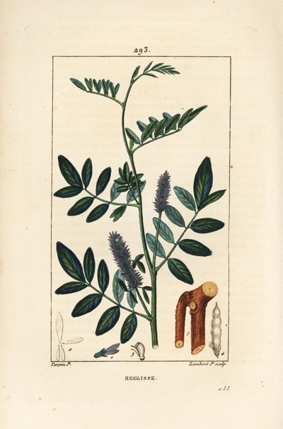 عرق السوس أو عرق السوس ، Glycyrrhiza glabra ، بالزهور ، الأوراق ، اللحاء ، الأغصان الخشبية والبذور. نقش على لوح نحاسي ملون يدويًا بواسطة لامبرت جونيور من رسم بيير جان فرانسوا توربين من شوميتون وبوارت و "" لا فلور ميديكال "" شامبيت بواسطة بيير جان فرانسوا توربين