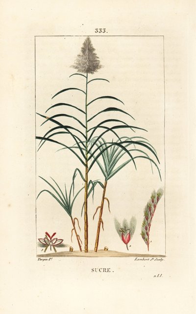 Noble cane - Sugar cane, Saccharum officinarum. Handcoloured stipple copperplate engraving by Lambert Junior from a drawing by Pierre Jean-Francois Turpin from Chaumeton, Poiret and Chamberet