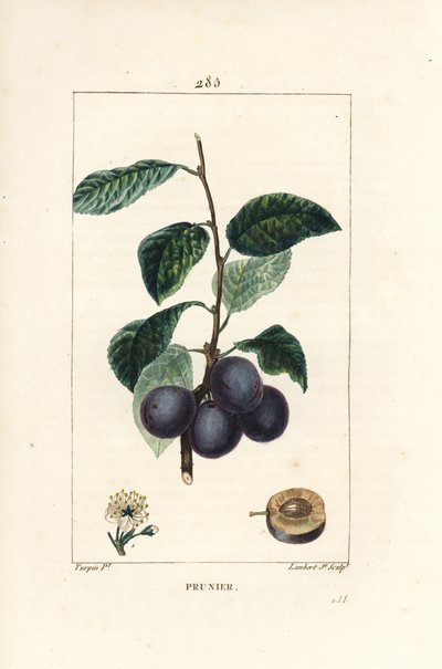 الخوخ - شجرة البرقوق أو البرقوق ، Prunus domestica ، مع الفاكهة ، والأوراق ، والزهور ، والفرع ، والفاكهة الناضجة في القسم. نقش على لوح نحاسي منقوش يدويًا بواسطة لامبرت جونيور من رسم بيير جان فرانسوا توربين من شوميتون وبوارت و "" L "" لش بواسطة بيير جان فرانسوا توربين