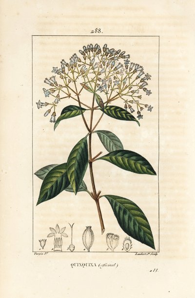 Quinquina - شجرة الكينين أو اللحاء البيروفية ، Cinchona officinalis ، مع الزهور والفروع والأوراق والبذور. نقش على لوح نحاسي منقوش يدويًا بواسطة لامبرت جونيور من رسم بيير جان فرانسوا توربين من شوميتون وبوارت ولوحة لا فلو "" لشامبرت بواسطة بيير جان فرانسوا توربين