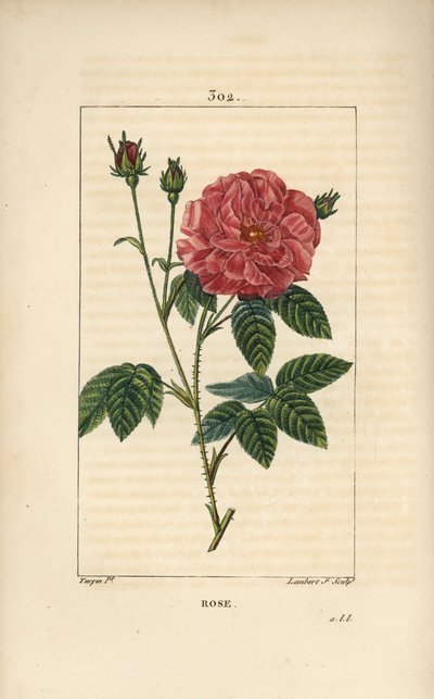 Rose de France أو Rose de Provins - الورد ، روزا غاليكا ، مع البراعم والزهرة والأوراق والساق الشائك. نقش على لوح نحاسي منقوش يدويًا بواسطة لامبرت جونيور من رسم بيير جان فرانسوا توربين من شوميتون وبوارت و "" لا فلور مي "" لشامبرت بواسطة بيير جان فرانسوا توربين